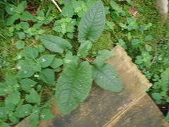 Rumex obtusifolius obtusifolius