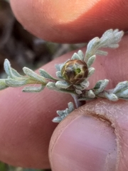 Oedera humilis