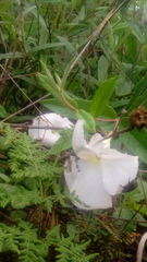 Mandevilla hypoleuca