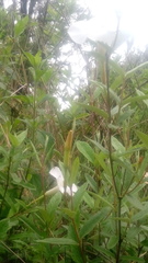 Mandevilla hypoleuca