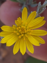 Oedera humilis