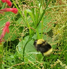 Bombus trinominatus