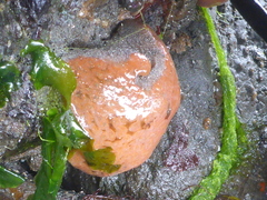 Haliclona cinerea