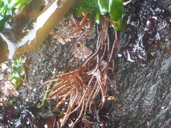 Sarcodiotheca