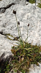 Carex parviflora