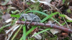 Ithycerus noveboracensis