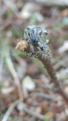 Ithycerus noveboracensis