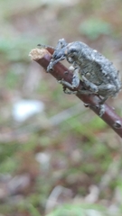 Ithycerus noveboracensis