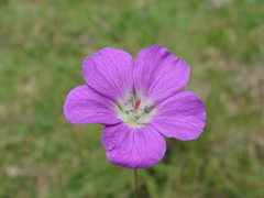 Geranium potentillifolium