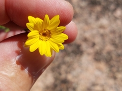 Croptilon hookerianum