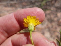 Croptilon hookerianum