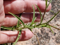 Croptilon hookerianum