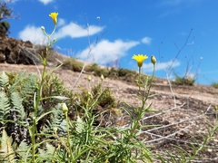 Croptilon hookerianum