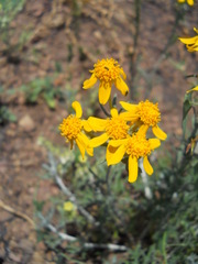 Eriophyllum jepsonii