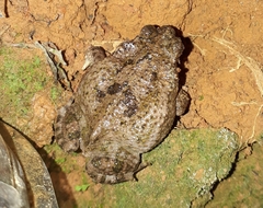 Rhinella granulosa