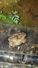 Rhinella granulosa