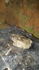Rhinella granulosa