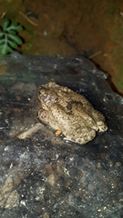 Rhinella granulosa