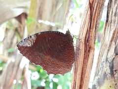 Elymnias hypermnestra hypermnestra