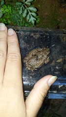 Rhinella granulosa