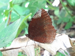 Elymnias hypermnestra hypermnestra