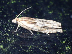 Eucosma cana