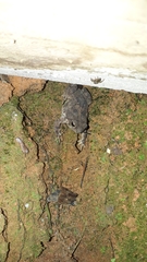 Rhinella granulosa