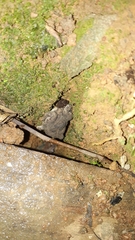Rhinella granulosa