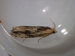 Eucosma cana