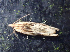 Eucosma cana
