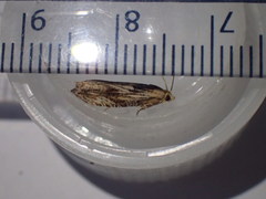 Eucosma cana