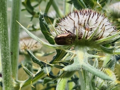 Protaetia cuprea