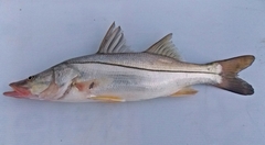 Centropomus undecimalis