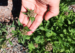 Valeriana sitchensis