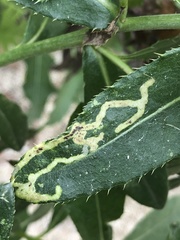 Phytomyza syngenesiae group