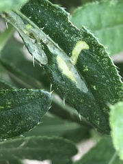 Phytomyza syngenesiae group