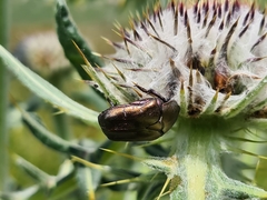 Protaetia cuprea