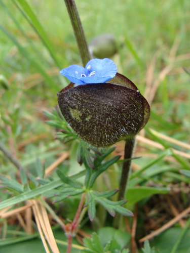 Image of Commelina elliptica by (c) Alexis López Hernández, some rights reserved (CC BY)