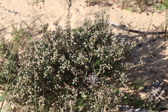 Phylica parviflora