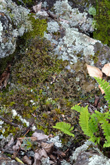 Peltigera leucophlebia