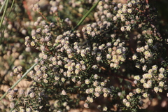 Phylica parviflora