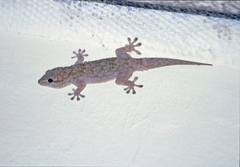 Tarentola parvicarinata