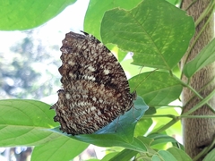 Elymnias casiphone casiphone