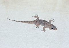 Tarentola parvicarinata