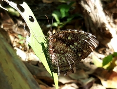 Elymnias casiphone casiphone