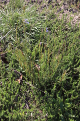 Phylica parviflora