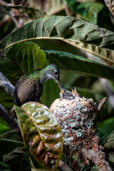 Saucerottia cyanocephala