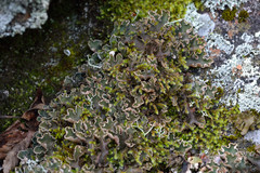 Peltigera leucophlebia
