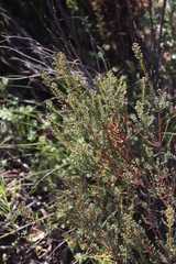 Phylica parviflora