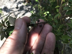 Philadelphus texensis